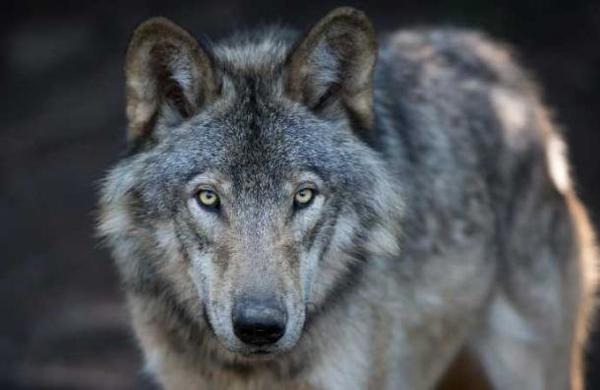Se creía un animal extinto: avistan a un lobo gris después de más de un siglo - C9N