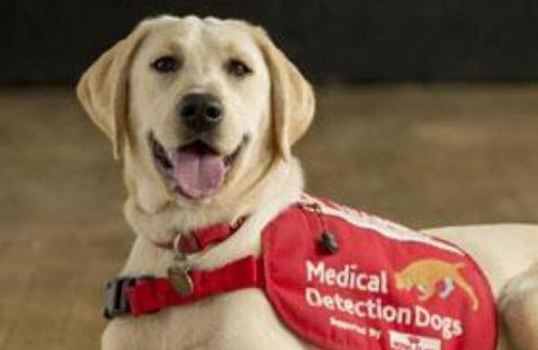 Adiestran perros para que puedan detectar a personas contagiadas de coronavirus - C9N