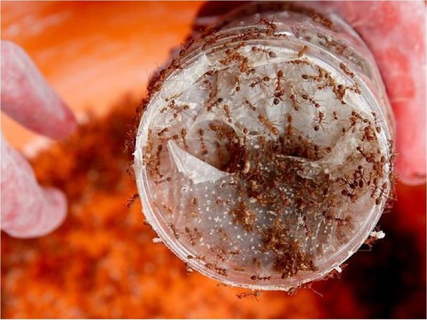 Científico convive con hormigas que estudia durante confinamiento