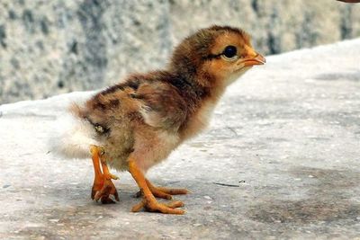 Nace en Cuba un pollito con cuatro patas - Mascotas - ABC Color