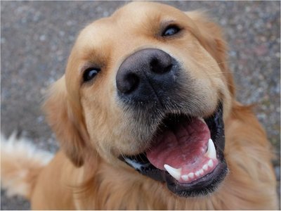 Científicos creen que los perros podrían detectar el Covid-19