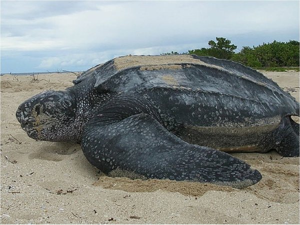Covid-19: La tortuga marina más grande del mundo está en peligro