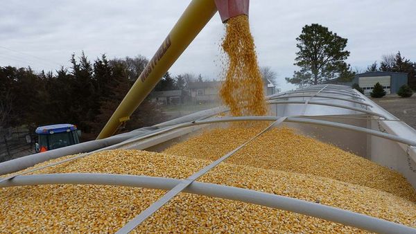 Exportaciones de soja paraguaya se concentran en mercados regionales