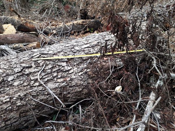 Inician investigación por el desmonte del Parque Nacional San Luis