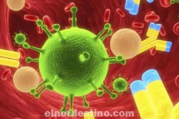 Conocer cómo trata el sistema inmunitario las infecciones virales es clave para combatirlas