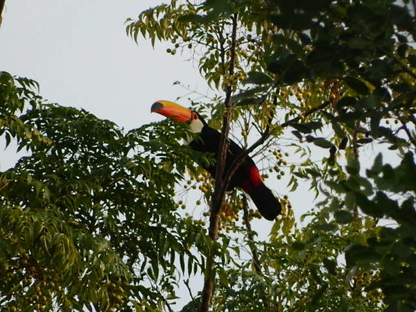 Municipio de Puerto Casado resuelve la protección de aves de especies en peligro de extinción