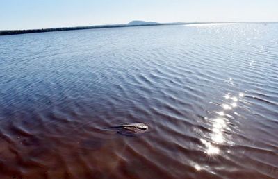 “Hoy el Lago Ypacaraí como que está tranquilo, no le estamos atacando” » Ñanduti