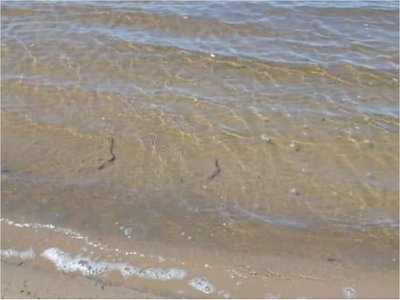 El Jukyry, cauce del lago Ypacaraí, se muestra con aguas cristalinas