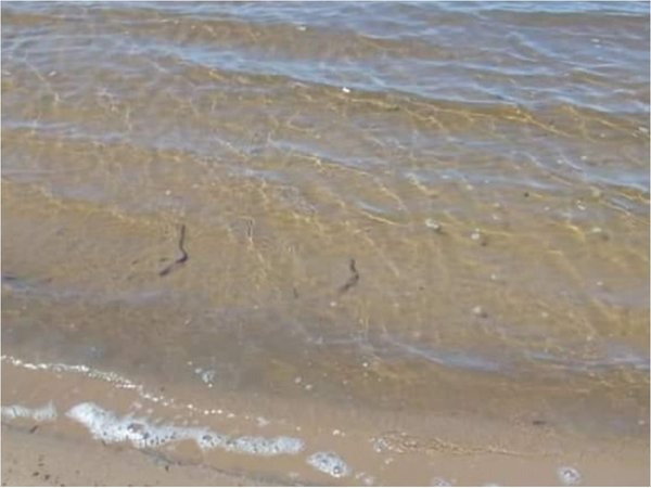 El Jukyry, cauce del lago Ypacaraí, se muestra con aguas cristalinas