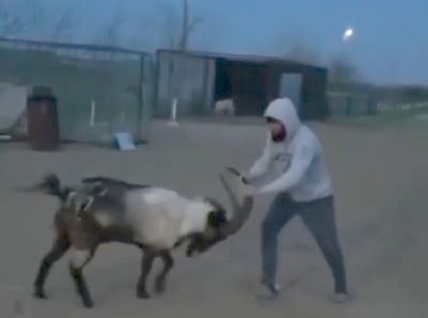 Luchador de UFC, mano a mano con una cabra | Crónica