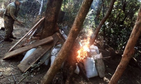Buscan identificar a los responsables de 15 hectáreas de marihuana