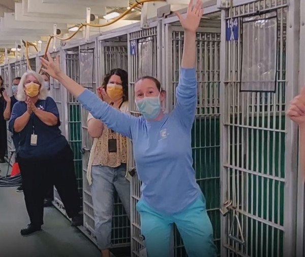 Refugios de animales vacíos en USA
