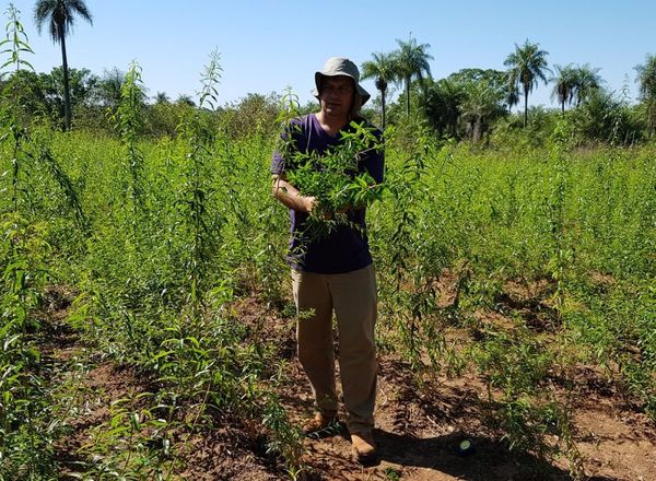 Misioneros cosechan buena producción de plantas medicinales