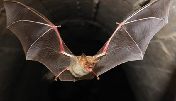 Cuatro nuevas especies de murciélagos, "primos" de los vinculados a COVID-19 » Ñanduti