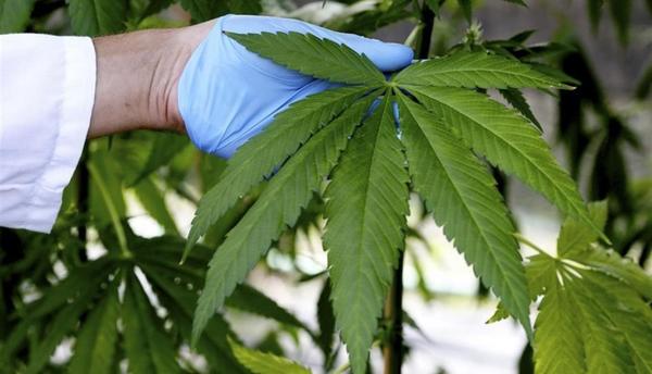 La marihuana medicinal uruguaya está lista para su primera exportación - Paraguay Informa