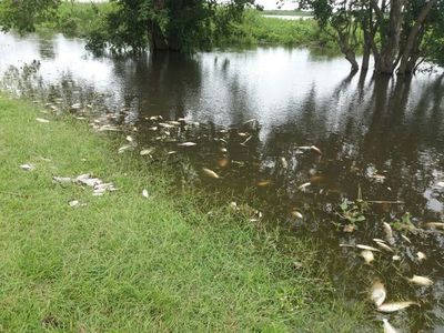 Según estudios, la falta de oxígeno por contaminación causó la muerte de peces - Paraguay Informa