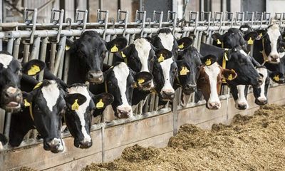 Créditos para la cría de animales caen en febrero - Paraguay Informa