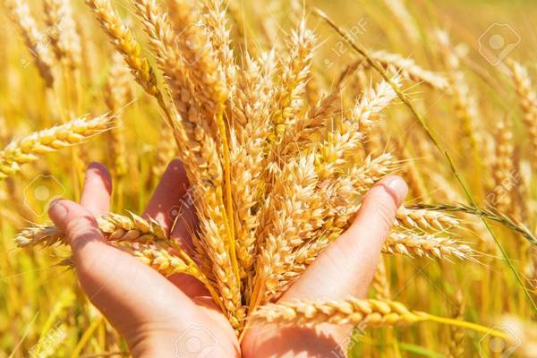 Los créditos para el cultivo de trigo repuntan levemente - Paraguay Informa