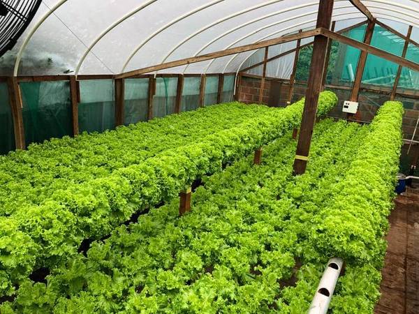 Huerta hidropónica: De hobby a negocio familiar - Paraguay Informa
