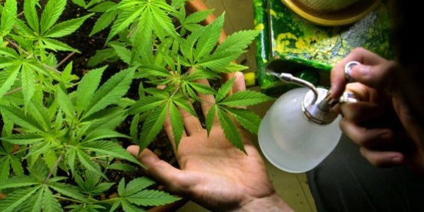 El Cannabis deja de ser peligroso para la salud - Paraguay Informa