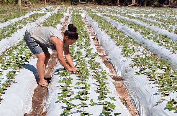 Cultivan 10.000 plantines de frutilla en zonas de Areguá - Interior - ABC Color