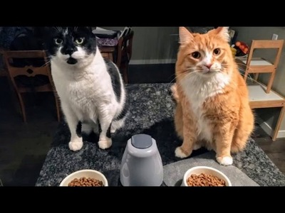 DOS GATOS DE NUEVA YORK, PRIMERAS MASCOTAS CON COVID-19 EN EEUU