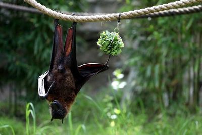 Cuatro nuevas especies de murciélagos, “primos” de los vinculados a COVID-19 - Ciencia - ABC Color