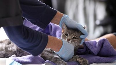Dos gatos dieron positivo al covid-19 en EE.UU. - Paraguay Informa
