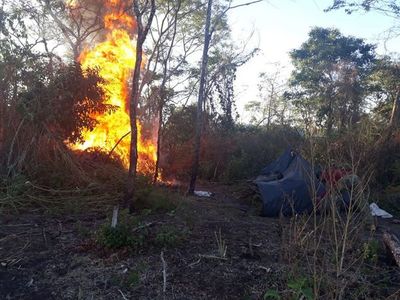Hallan cultivos de marihuana en Bella Vista - Nacionales - ABC Color