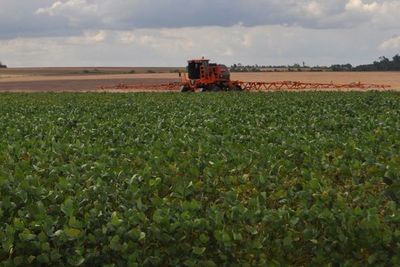 Crecen cantidad de pequeños productores de soja - Nacionales - ABC Color
