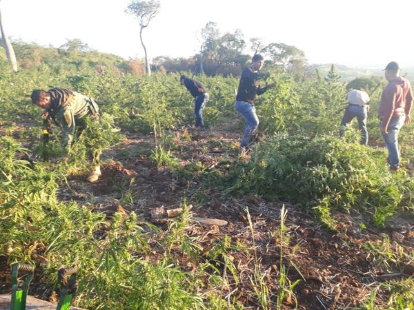 Hallan cultivos de marihuana en Bella Vista