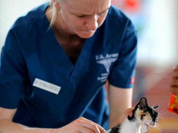 Dos gatos de Nueva York, primeras mascotas con Covid-19 en EEUU