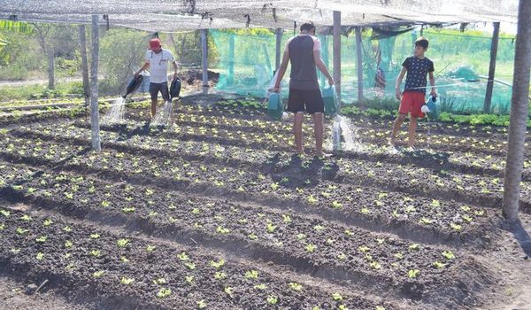 La horticultura familiar es una opción económica en tiempo de pandemia - Interior - ABC Color