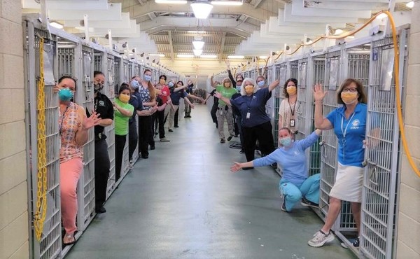 Repunte de adopciones de mascotas: El COVID-19 vacía las jaulas de perros y gatos para adopción en Miami » Ñanduti