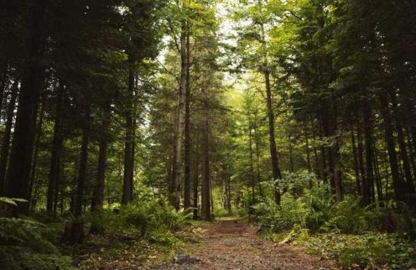 Pareja se vio obligada a vivir en el bosque tras quedarse sin casa por la pandemia - C9N
