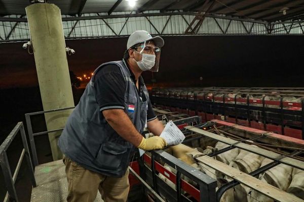 Sequía obliga a masivo traslado de ganado en el Chaco - Nacionales - ABC Color