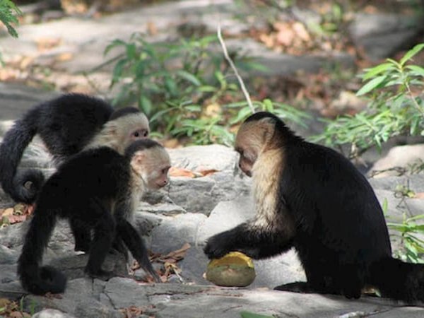 Monos capuchinos bajan de los árboles en una isla de Panamá