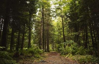 Pareja se vio obligada a vivir en el bosque tras quedarse sin casa por la pandemia - SNT