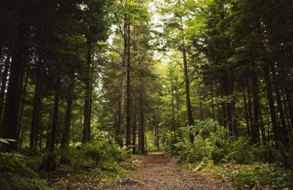 Pareja se vio obligada a vivir en el bosque tras quedarse sin casa por la pandemia - SNT