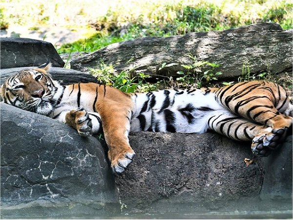 Dos tigres del zoológico de Miami dan negativo por coronavirus