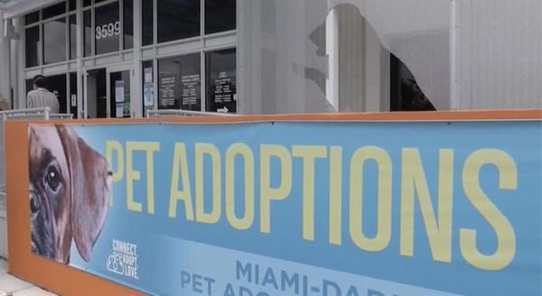 El covid-19 vacía las jaulas de perros y gatos para adopción en Miami - Mascotas - ABC Color