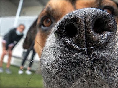 El Covid-19 vacía las jaulas de perros y gatos para adopción en Miami