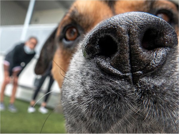 El Covid-19 vacía las jaulas de perros y gatos para adopción en Miami