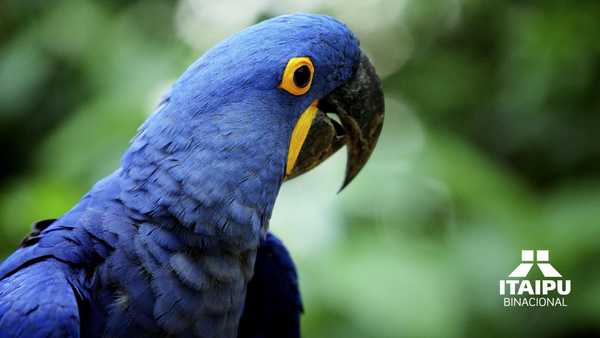 ITAIPU está a pasos de lograr su membresía en la asociación latinoamericana de zoológicos