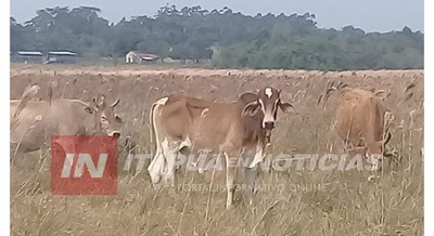 RECUPERAN TORO HURTADO EN UNA ZONA RURAL DE JOSÉ L. OVIEDO