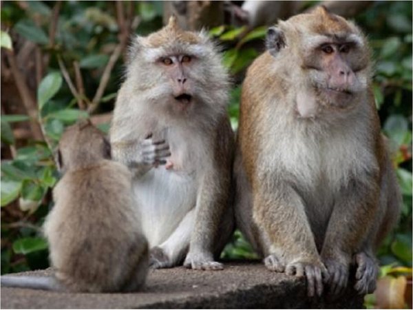 Candidato a vacuna chino logra proteger a macacos del Covid-19