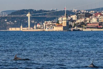Los delfines se adueñan del Bósforo mientras el coronavirus silencia Estambul - Mundo - ABC Color