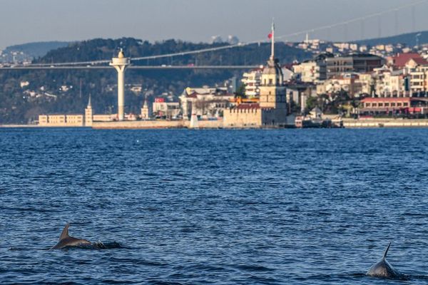 Los delfines se adueñan del Bósforo mientras el coronavirus silencia Estambul - Mundo - ABC Color