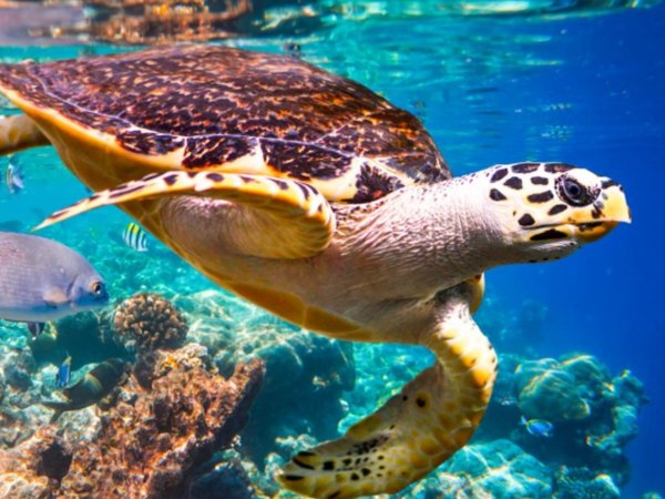 Extinción de especies marinas tiene un grave efecto
