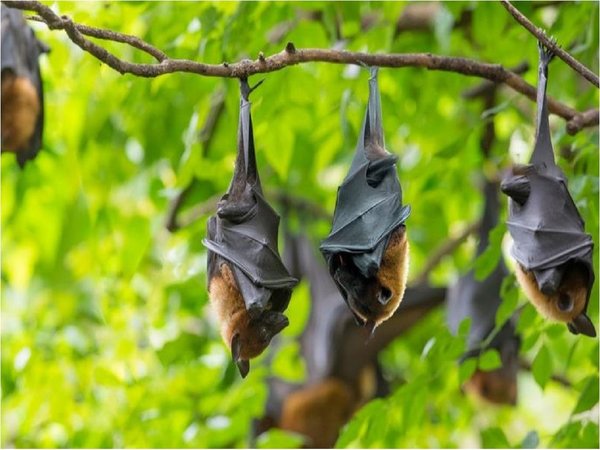 Nuevas especies de murciélagos, primos de los vinculados al Covid-19